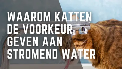 Waarom katten de voorkeur geven aan stromend water