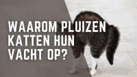 Waarom pluizen katten hun vacht op?