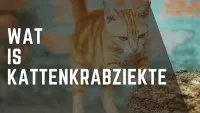 een gele kat die krabt