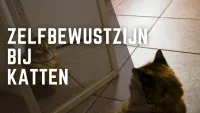 Een kat die in de spiegel kijkt