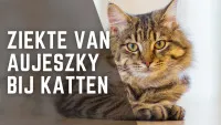 een kat met groene ogen